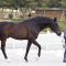 CDI3* Cascais: 40 Cavalos passam no Vet-Check